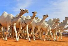 چھتر میں مسلح افراد کی گاوں پر یلغار، 50 سے زائد اونٹ چھین کر فرار